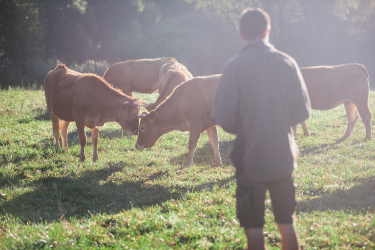 producteurs locaux dans les champs